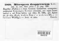 Micropera drupacearum image